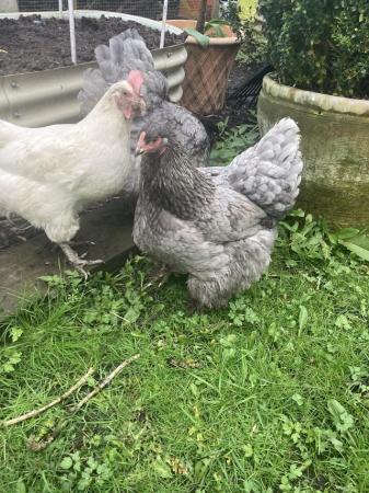 Image 3 of Various rare breed hens from £4
