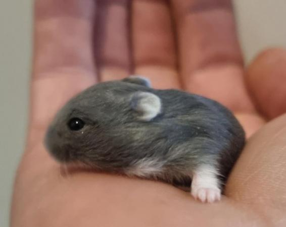 Image 2 of Baby Russian Dwarf Hamsters