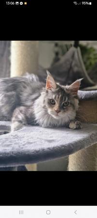 Image 12 of Stunning polydactyl maine coon girls