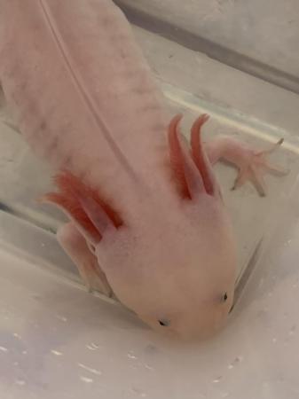 Image 4 of Male Leucistic Axolotl..