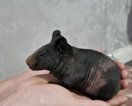 Image 10 of 4 skinny pigs for sale £85 each ready to leave 29th May