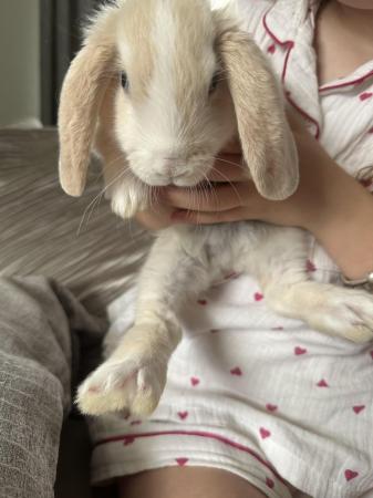 Image 4 of Mini lop bunny female, ready to go