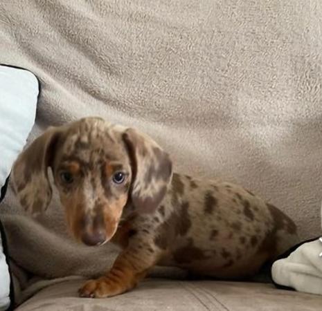 Image 14 of Quality bred Miniature Dachshunds 2 boys for sale.