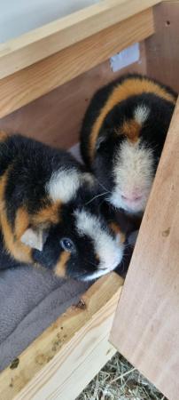 Image 3 of Two female guinea pigs for sale sisters