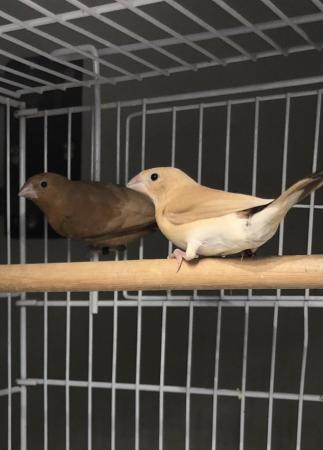 Image 1 of BREEDING PAIR of SILVERBILL FINCHES. For sale in Nelson