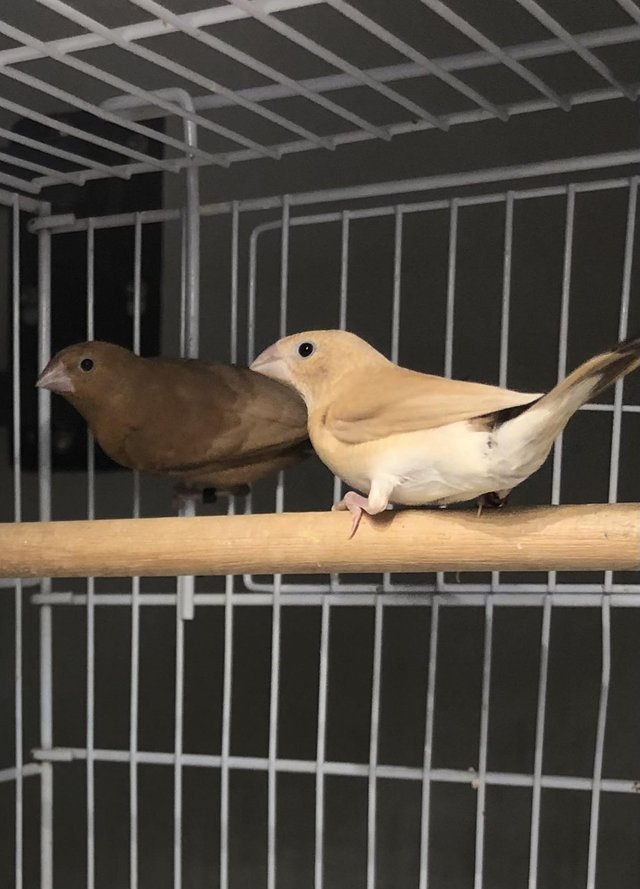 Preview of the first image of BREEDING PAIR of SILVERBILL FINCHES. For sale in Nelson.