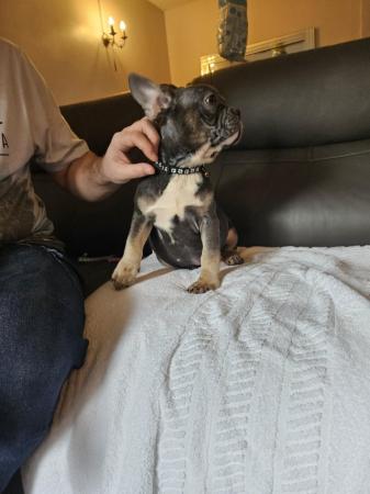 Image 1 of Kc registered French bulldog puppies