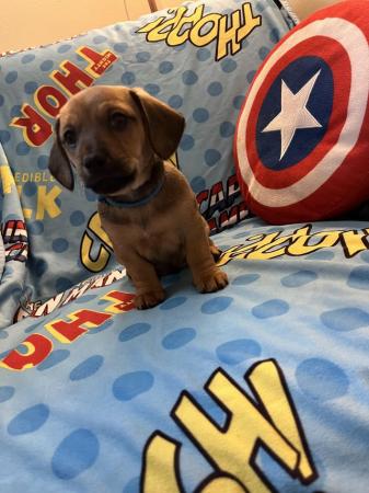 Image 11 of Adorable Chiweenie Puppies Looking For Loving Homes