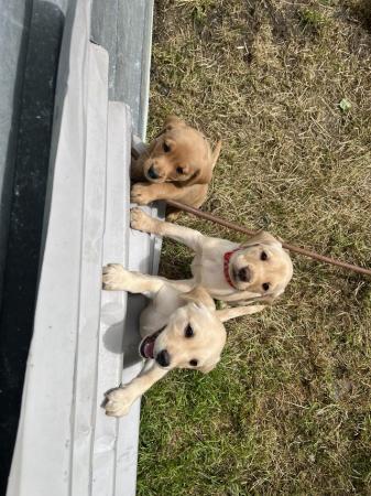 Image 7 of Available now! 4 Yellow Labrador Puppies Left