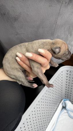 Image 24 of Stunning full pedigree KC registered blue whippet puppies