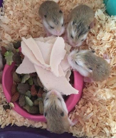 Image 4 of Look!  Hamsters available.......