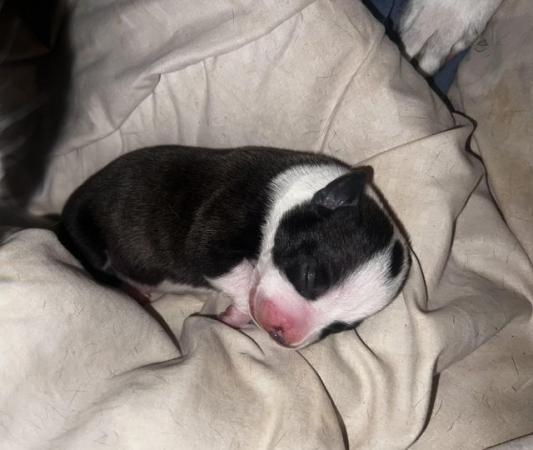 Image 9 of Beautiful Staffordshire Bull Terrier puppies