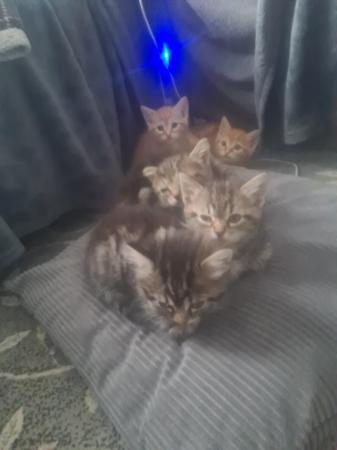 Image 2 of 9wk old kittens ready for their forever homes