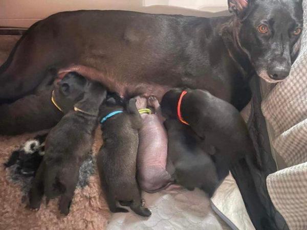 Image 4 of Xoloitzcuintle Standard size Coated puppies available
