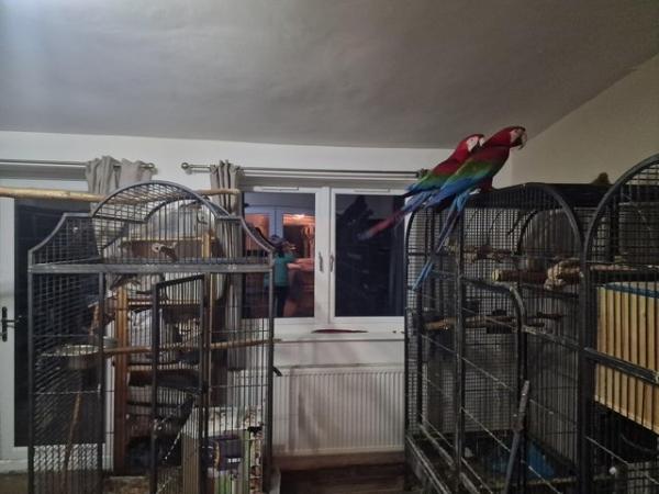 Image 5 of Greenwing macaws bonded breeding pair DNA tested