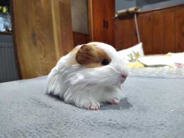 Image 3 of Male long haired Silkie guinea pig baby for sale