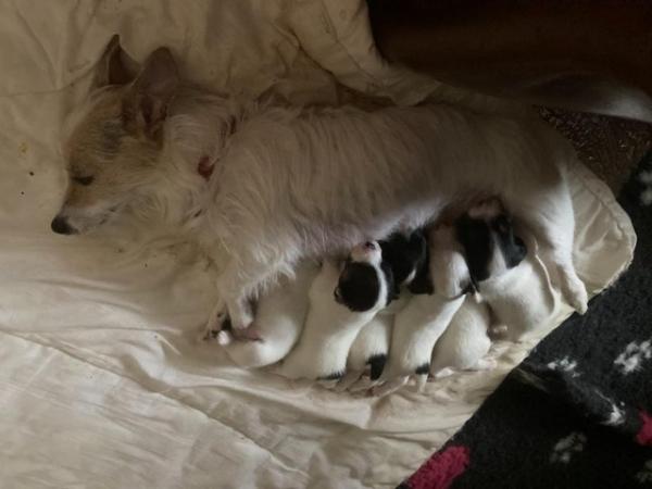 Image 5 of Jack Russell puppies for sale