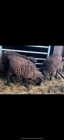 Image 2 of Ouessant wethers looking for new homes