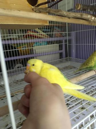 Image 2 of Cute, semi tame budgie chicks