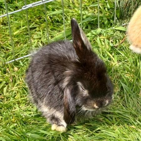 Image 7 of Cute 11 week old mini lops ready to be re-homed