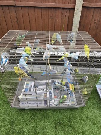 Image 4 of Beautiful Budgies for sale
