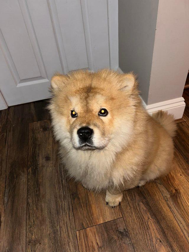 Preloved sales chow chow