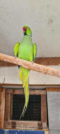 Image 1 of I have mutation ringneck male close rung