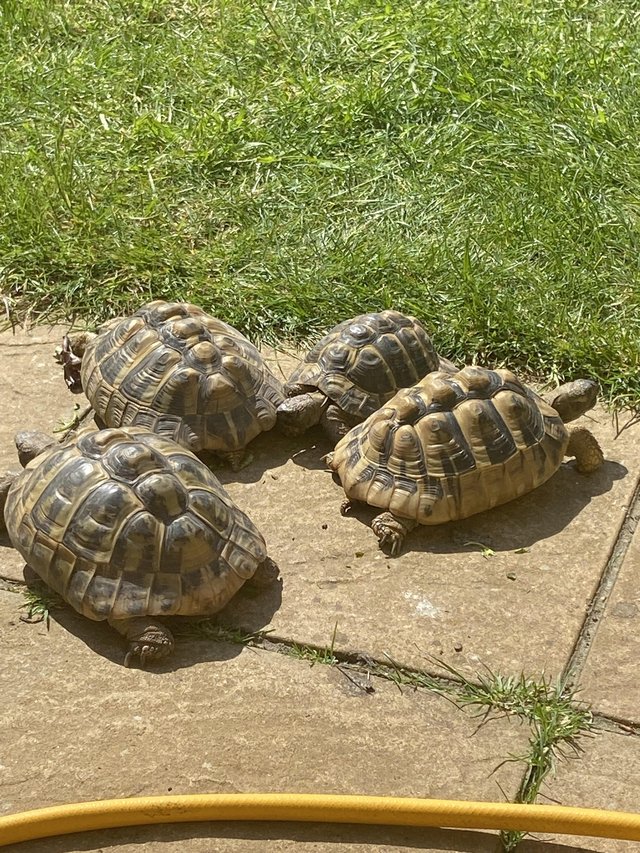 Preview of the first image of Hermanns Tortoises - Breeding Adults (3 females and 1 male).