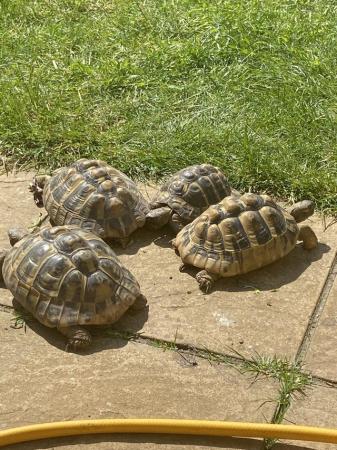 Image 1 of Hermanns Tortoises - Breeding Adults (3 females and 1 male)