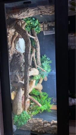 Image 2 of 3 year old ackie monitor with setup