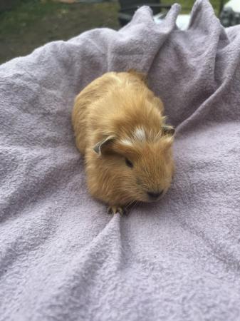 Image 4 of Baby Guinea pigs for sale