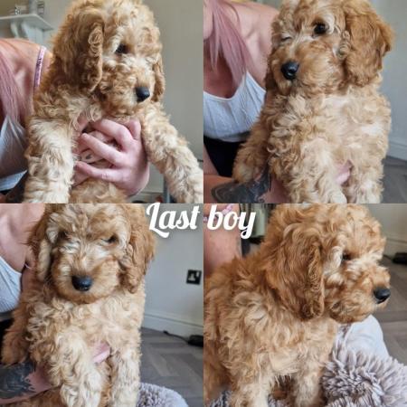 Image 10 of Last 2 Ready f1 cavapoo male puppies reduced apricot