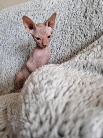 Image 4 of Canadian Sphynx For Sale