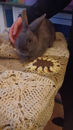 Image 3 of 8 months old Silver Rabbit