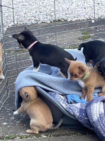 Image 3 of ready to go chihuahua puppies