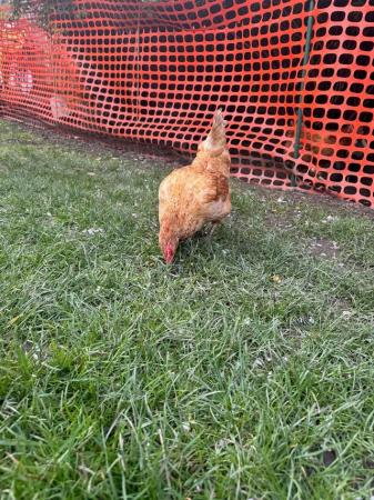 Image 2 of Beautiful Laying Mixed Breed Chicken