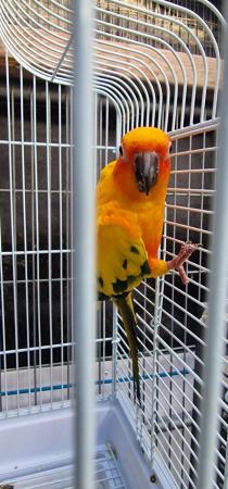 Image 4 of sun conure pair for sale .....