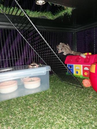 Image 5 of Bonded Pair of sugar gliders with linage and full set up
