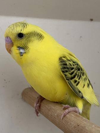 Image 5 of Young colourful budgies