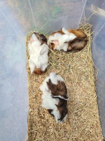 Image 21 of Adorable baby Guineapig's for sale.