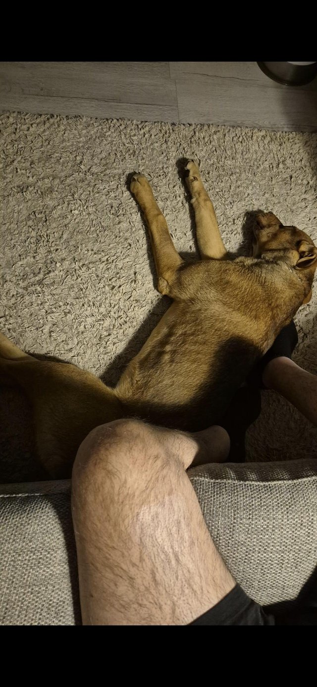 Male German sheppard X Cane corse — photo 4 of 4