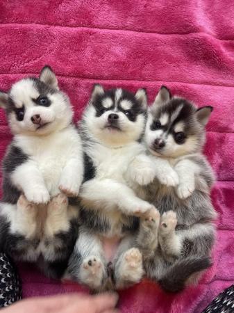 Image 14 of STUNNING RARE POMSKY PUPS-NOW OPEN TO REASONABLE OFFERS!