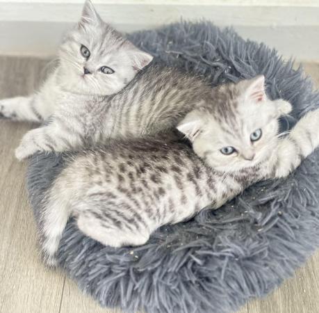 Image 1 of Pedigree British Shorthair Kittens