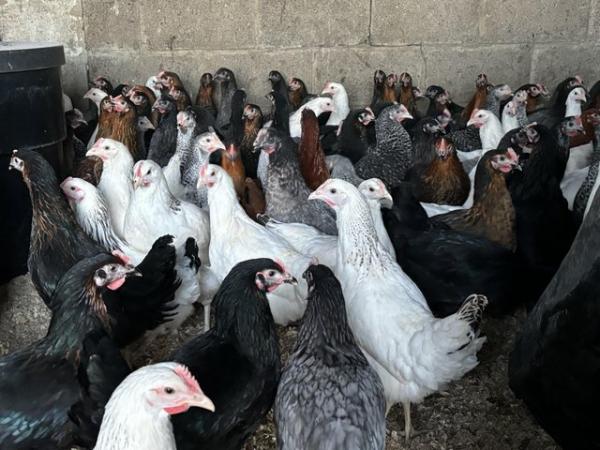 Image 2 of Pol highbrid hens for sale
