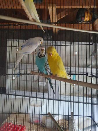 Image 1 of Selection of budgies available