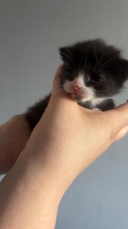 Image 3 of Kittens for sale ready 6th june