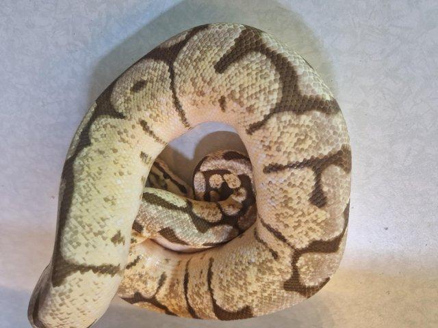 Preview of the first image of For Sale Male Bumblebee ball python.
