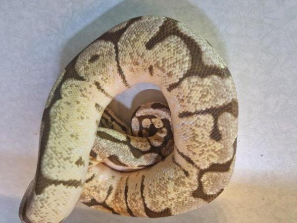 Image 1 of For Sale Male Bumblebee ball python