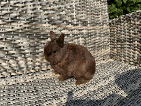 Image 5 of Gorgeous Netherland Dwarf Buck for sale