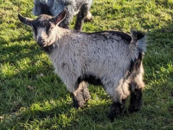 Image 4 of Pygmy Goat Kids For Sale